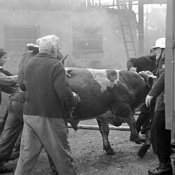 Die Eigentümer und Kräfte der FF München beim Retten der Jungstiere